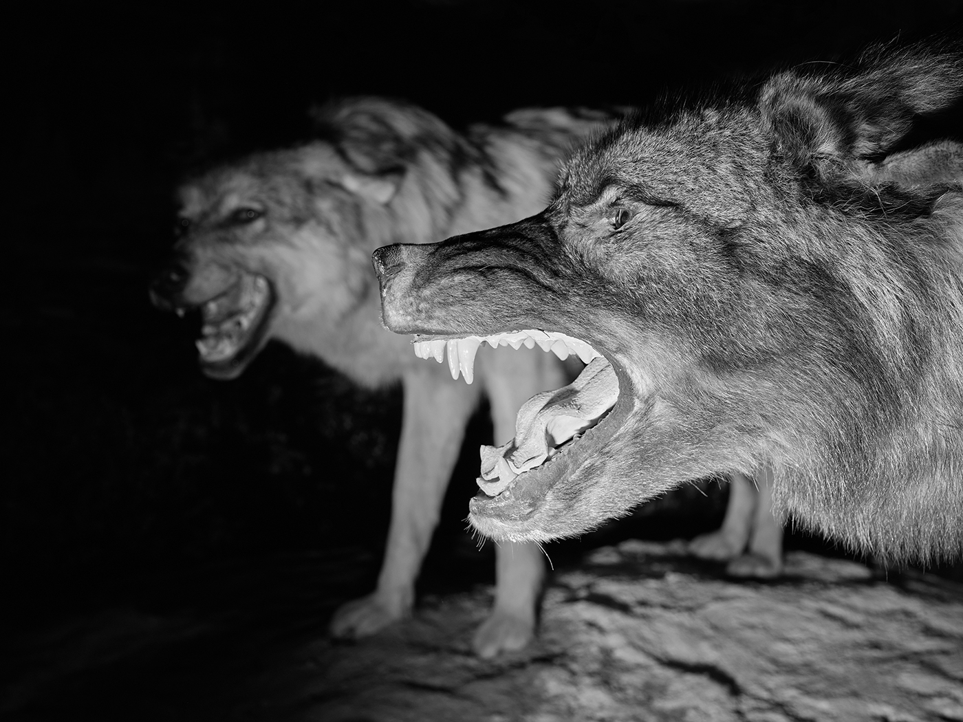 Jenna Garrett / Teeth of the Wolf